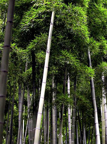 MON PARQUET BAMBOU: LE CHOIX RESPONSABLE